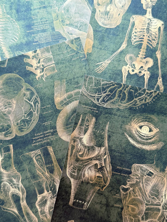 Gilded Anatomy Β Stickers Studio Crisalyn