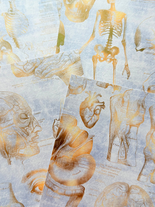 Gilded Anatomy